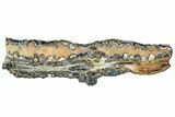 Mammoth Molar Slice With Case - South Carolina #291164-1